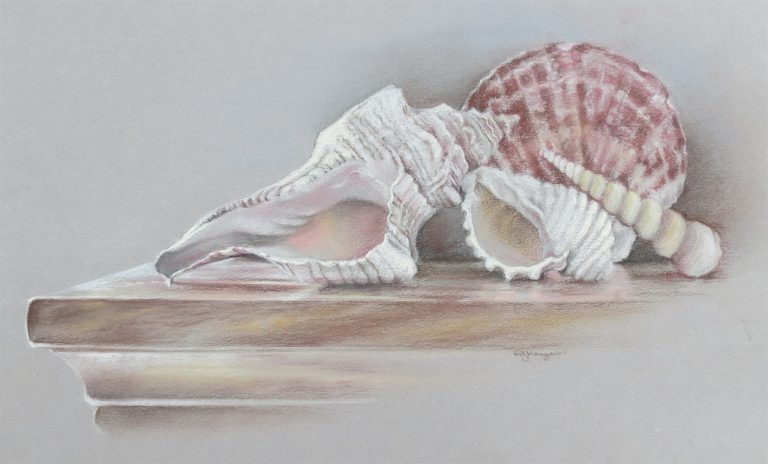 Shell Collection - pastel